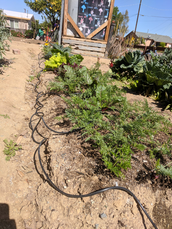 Irrigation tubing placed next to each vegetable plant