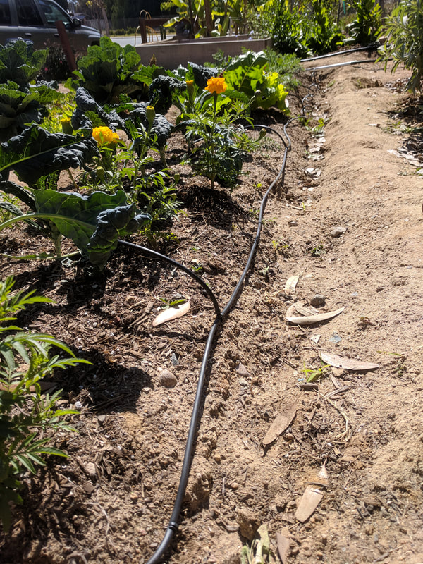 Another angle of tubing placed next to each vegetable plant