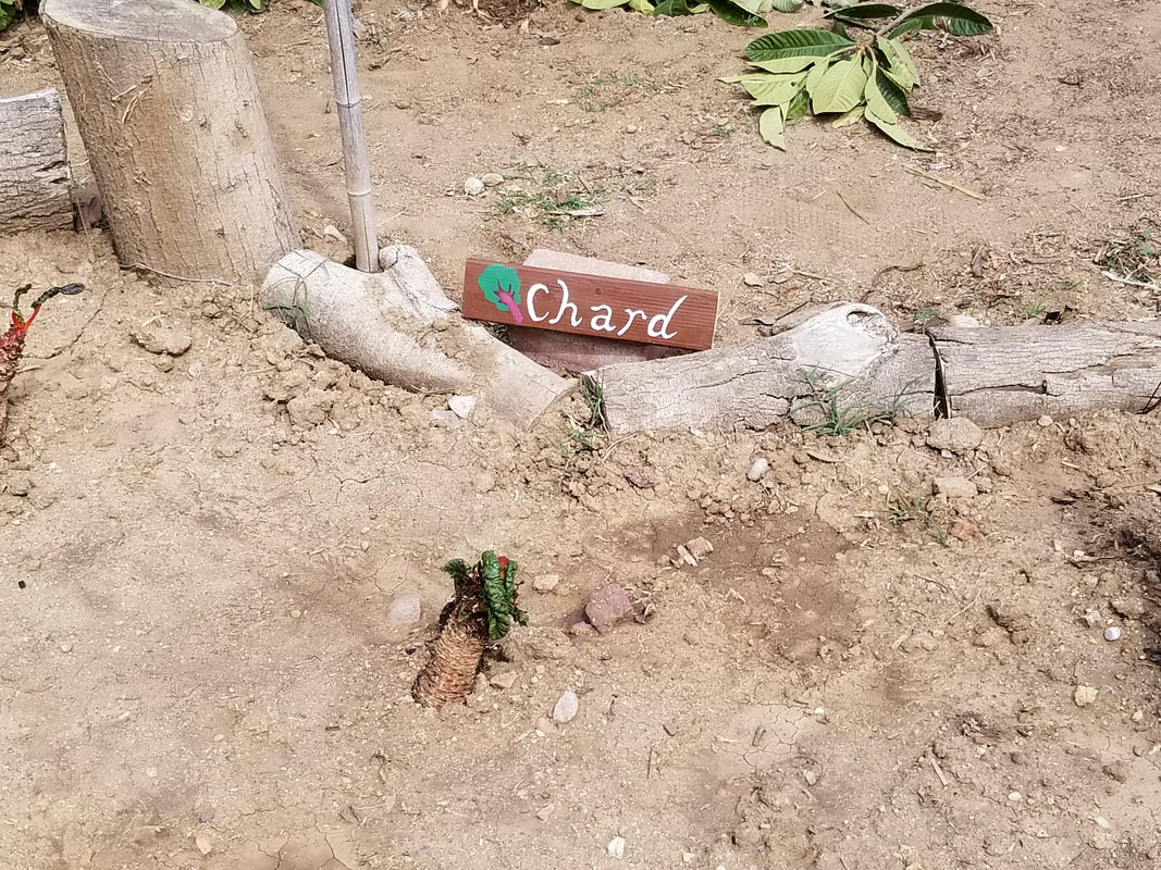 Chard wooden sign placed next to chard plant