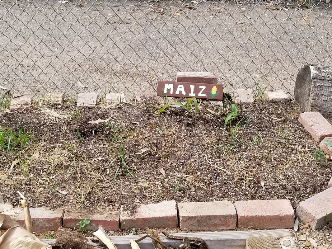 Maiz wooden sign placed next to maiz plants