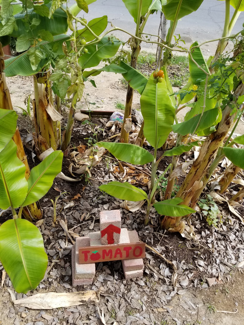 Tomato wooden sign placed next to tomato plant