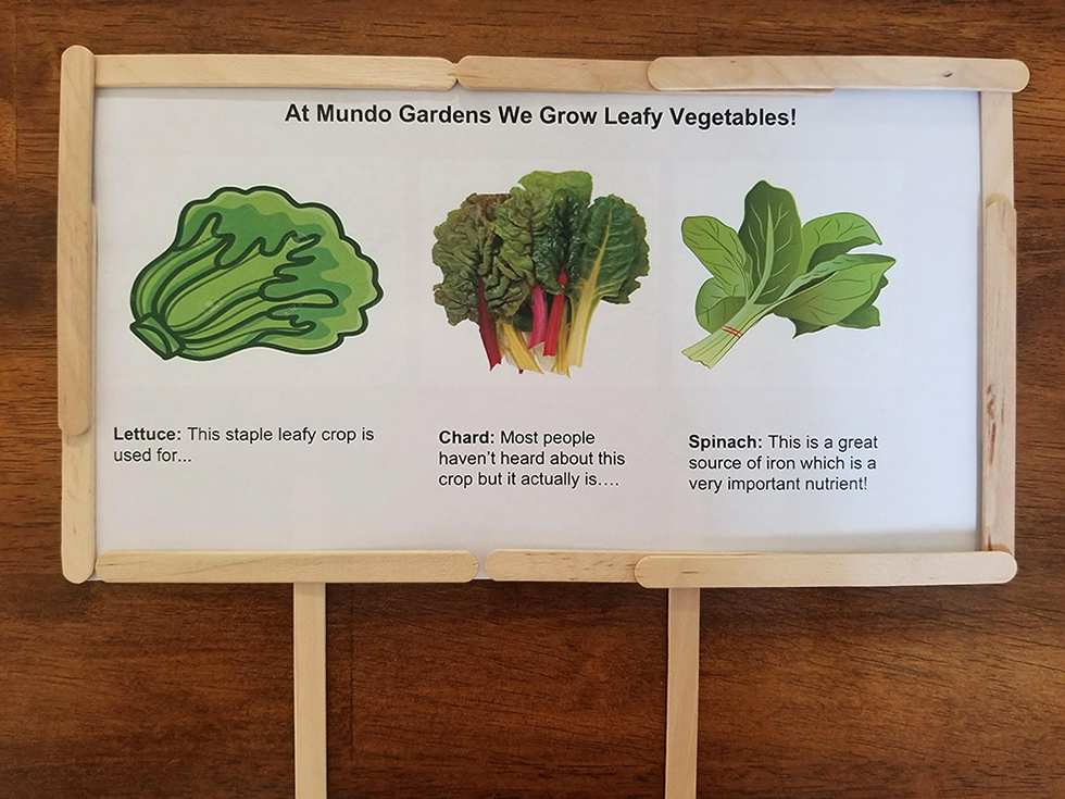 Paper prototype sign showing 3 different leaf vegetables using paper and popsicle sticks