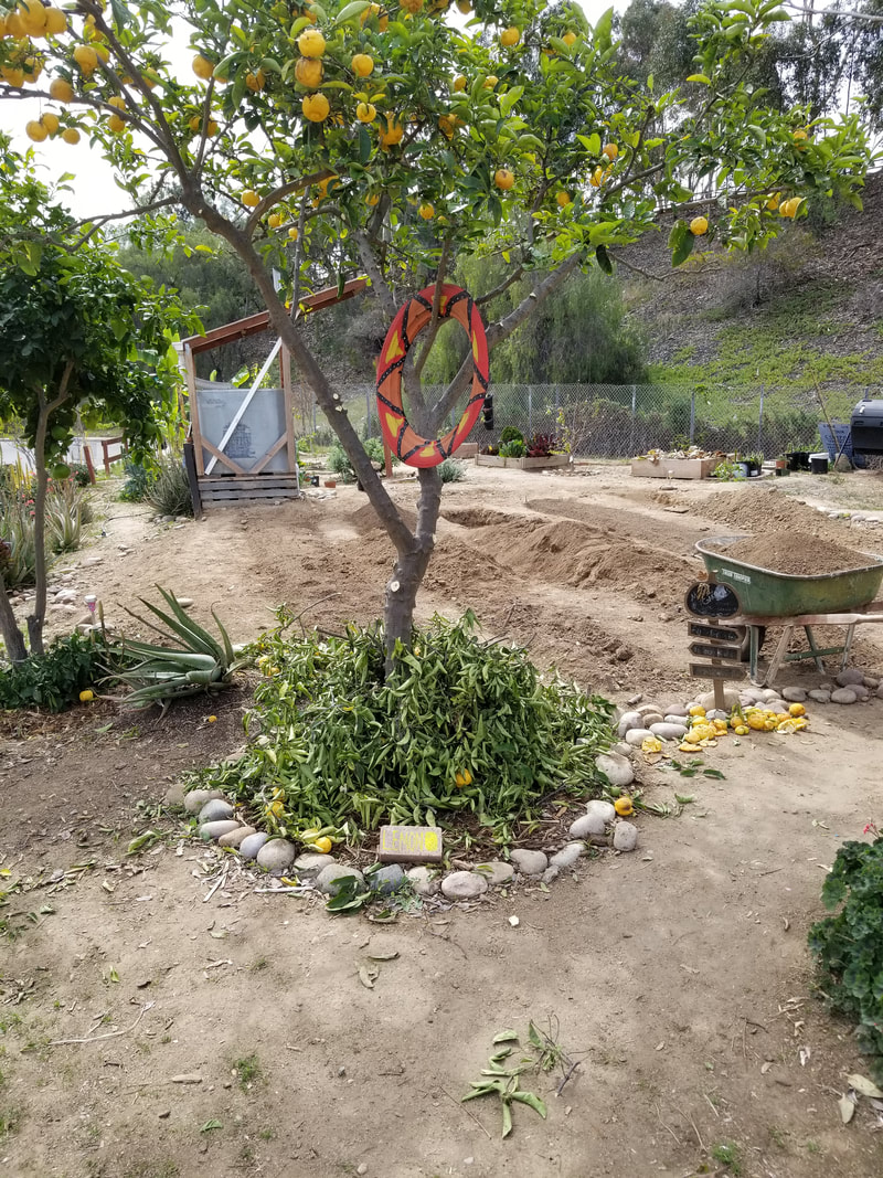 Signage prototype of a brick with the word 'lemon' and a lemon picture painted on it placed next to a lemon tree