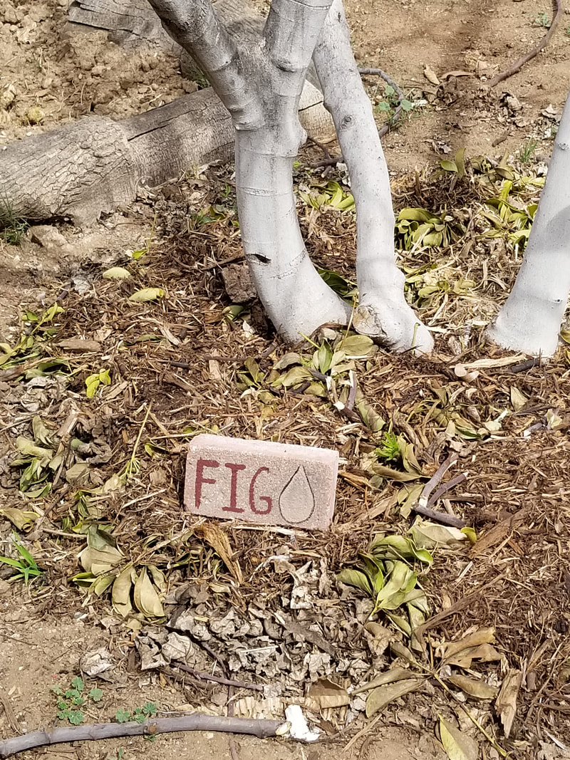 Signage prototype of a brick with the word 'fig' and a fig picture painted on it placed next to a fig tree