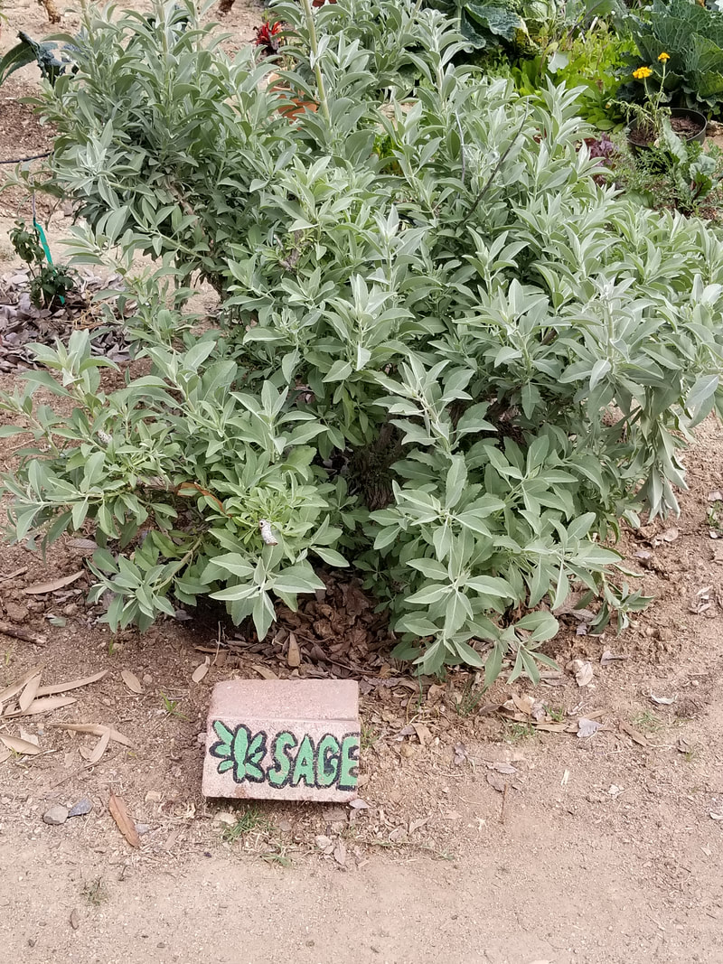 Signage prototype of a brick with the word 'sage' and a sage picture painted on it placed next to a sage bush